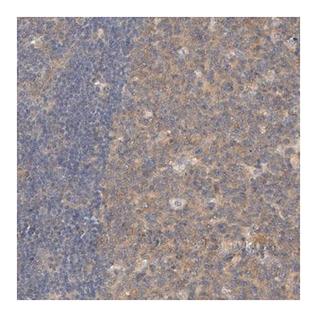 Merck Anti-CPB2 antibody produced in rabbit