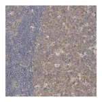 Merck Anti-CPB2 antibody produced in rabbit