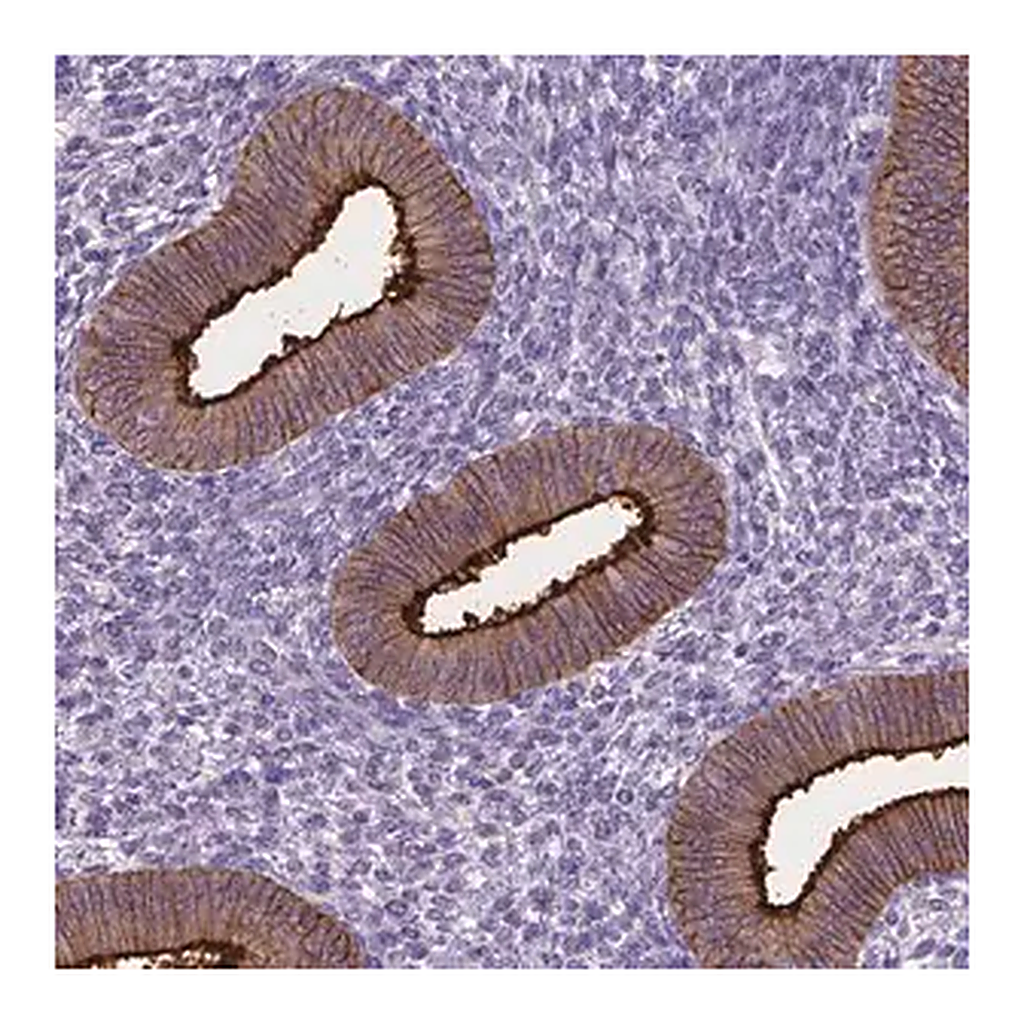 Merck Anti-CPM antibody produced in rabbit