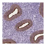 Merck Anti-CPM antibody produced in rabbit