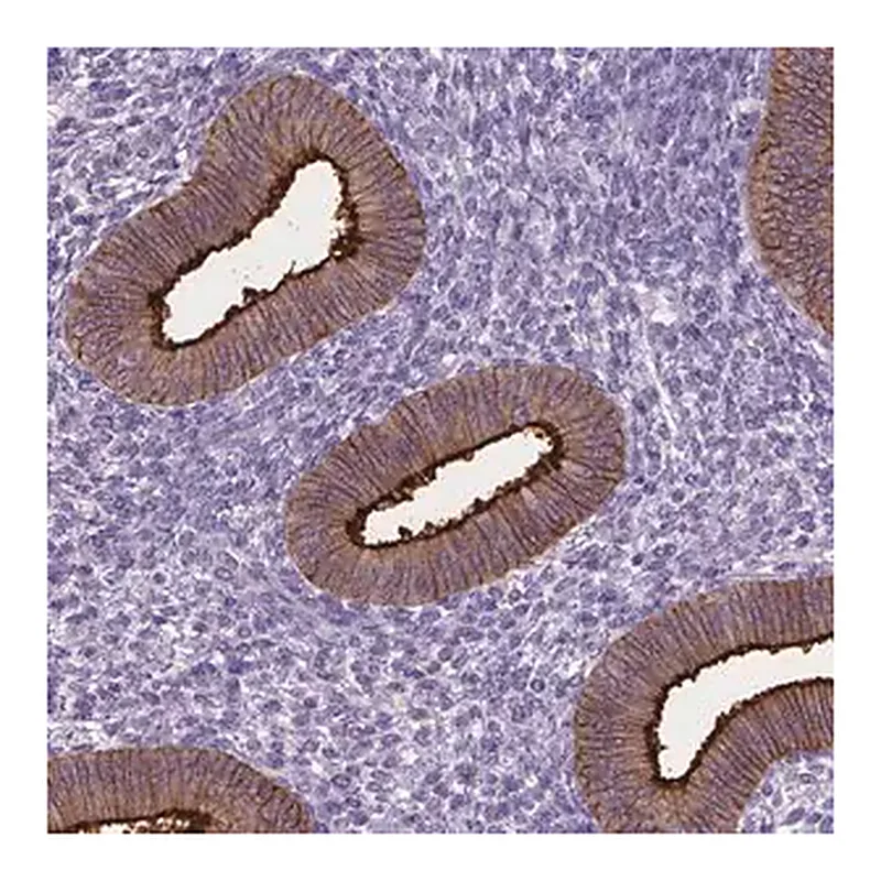 Merck Anti-CPM antibody produced in rabbit