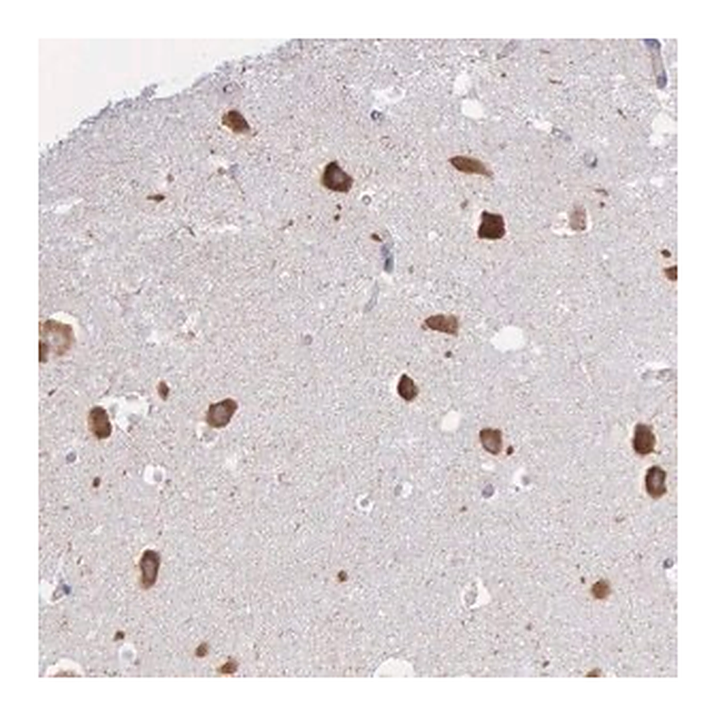 Merck Anti-CTAGE5 antibody produced in rabbit