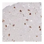 Merck Anti-CTAGE5 antibody produced in rabbit