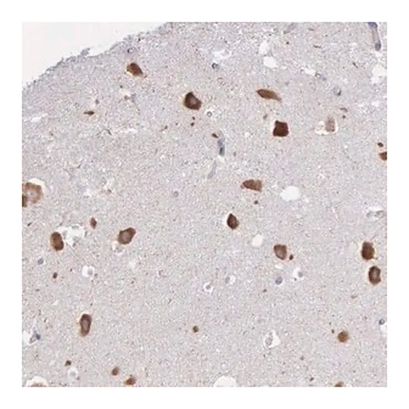 Merck Anti-CTAGE5 antibody produced in rabbit