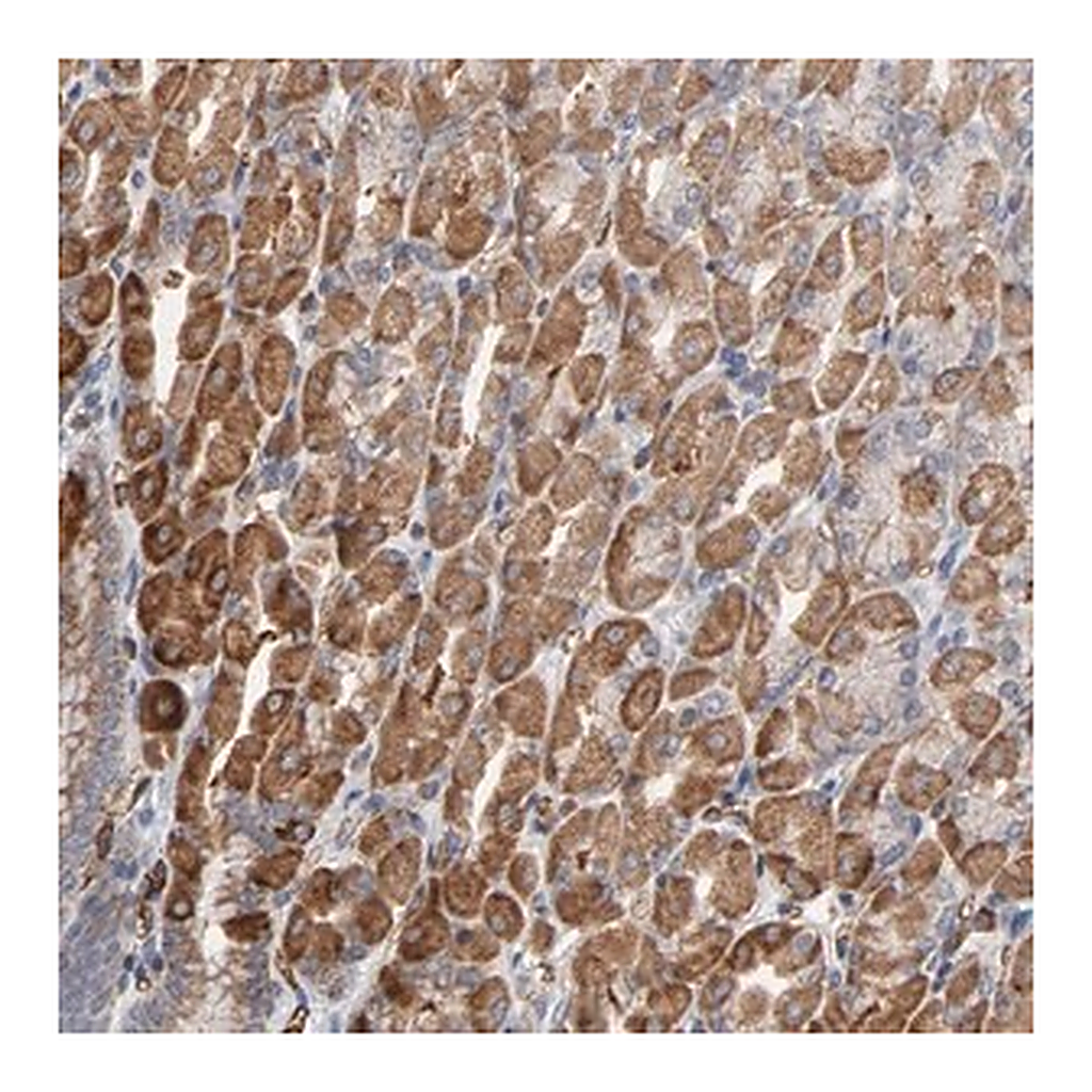Merck Anti-OXA1L antibody produced in rabbit