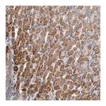Merck Anti-OXA1L antibody produced in rabbit