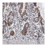 Merck Anti-CTAGE5 antibody produced in rabbit