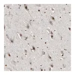 Merck Anti-CPN2 antibody produced in rabbit