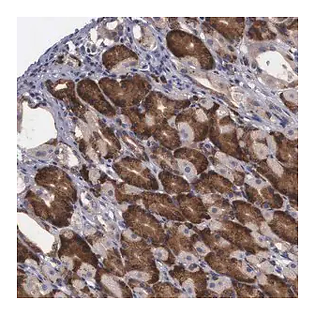 Merck Anti-CRELD2 antibody produced in rabbit