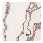 Merck Anti-PAG1 antibody produced in rabbit