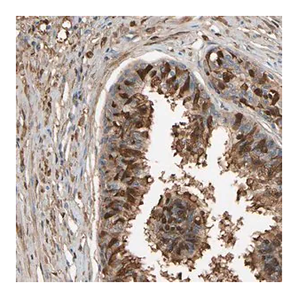 Merck Anti-CSMD2 antibody produced in rabbit