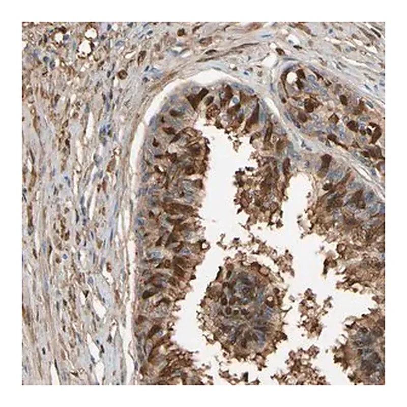 Merck Anti-CSMD2 antibody produced in rabbit
