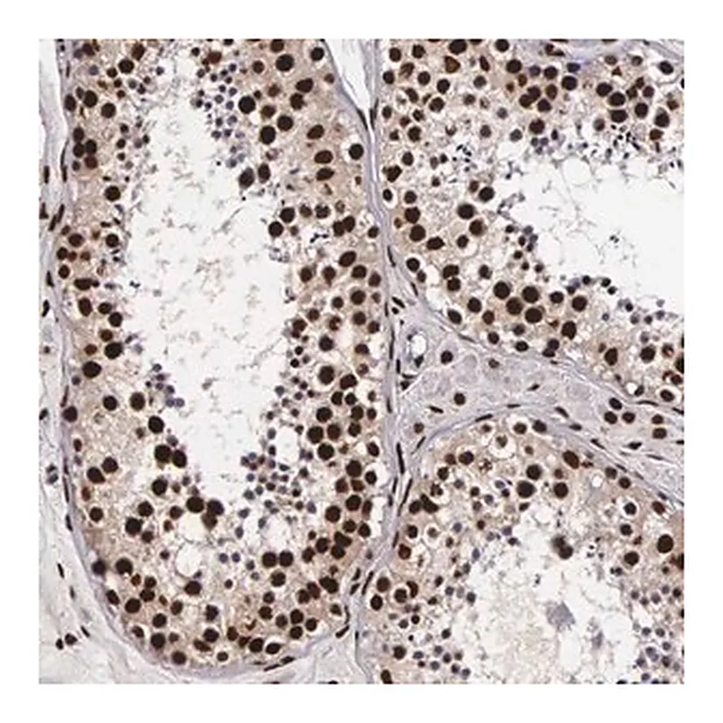 Merck Anti-PABPN1 antibody produced in rabbit