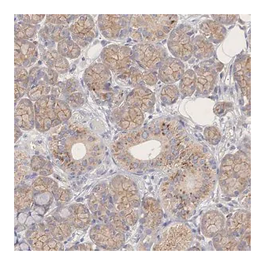 Merck ANTI-PCDH11X antibody produced in rabbit