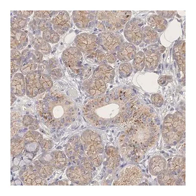 Merck ANTI-PCDH11X antibody produced in rabbit
