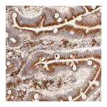Merck Anti-PARP12 antibody produced in rabbit