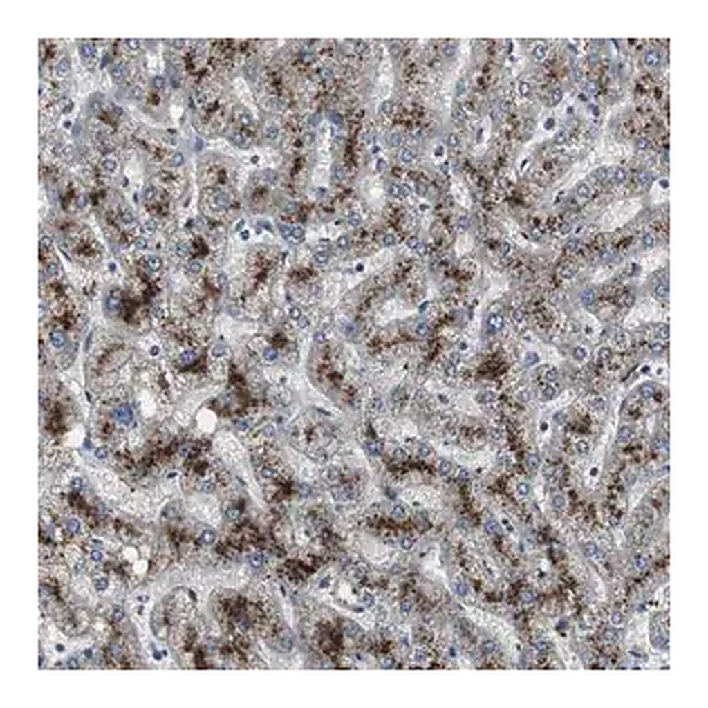 Merck Anti-PCYT1B antibody produced in rabbit