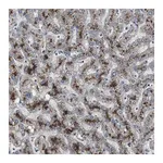 Merck Anti-PCYT1B antibody produced in rabbit
