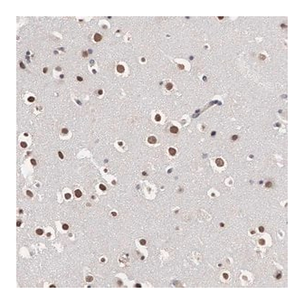 Merck Anti-OTX2 antibody produced in rabbit