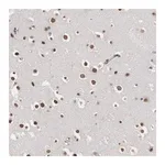 Merck Anti-OTX2 antibody produced in rabbit