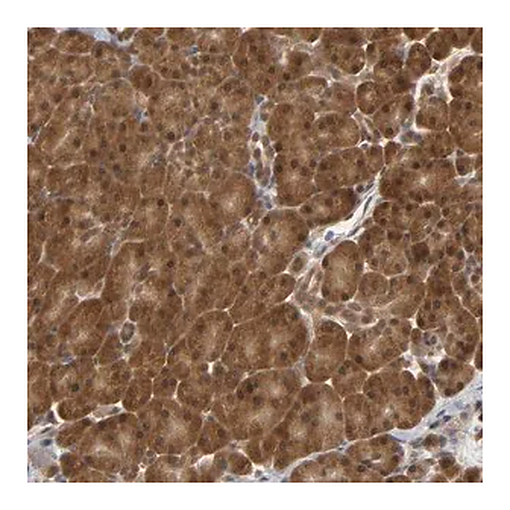 Merck Anti-PARK7 antibody produced in rabbit