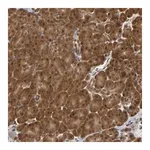 Merck Anti-PARK7 antibody produced in rabbit