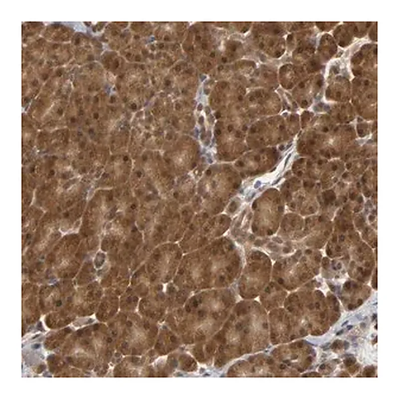Merck Anti-PARK7 antibody produced in rabbit