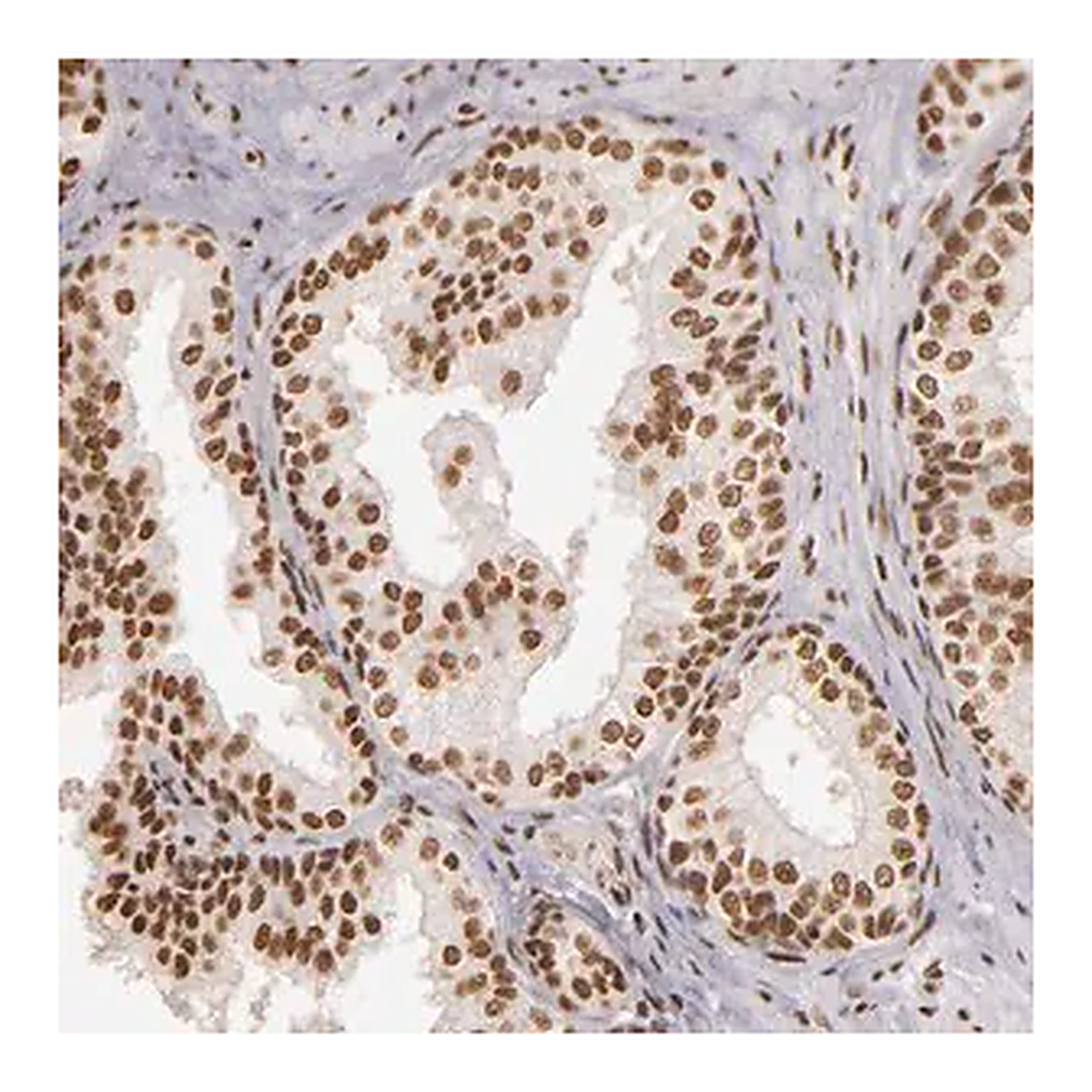 Merck Anti-PAPOLA antibody produced in rabbit