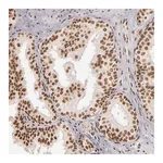 Merck Anti-PAPOLA antibody produced in rabbit