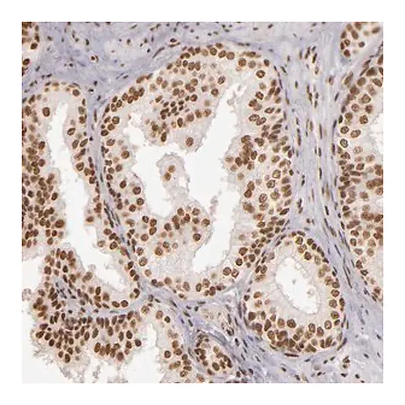Merck Anti-PAPOLA antibody produced in rabbit