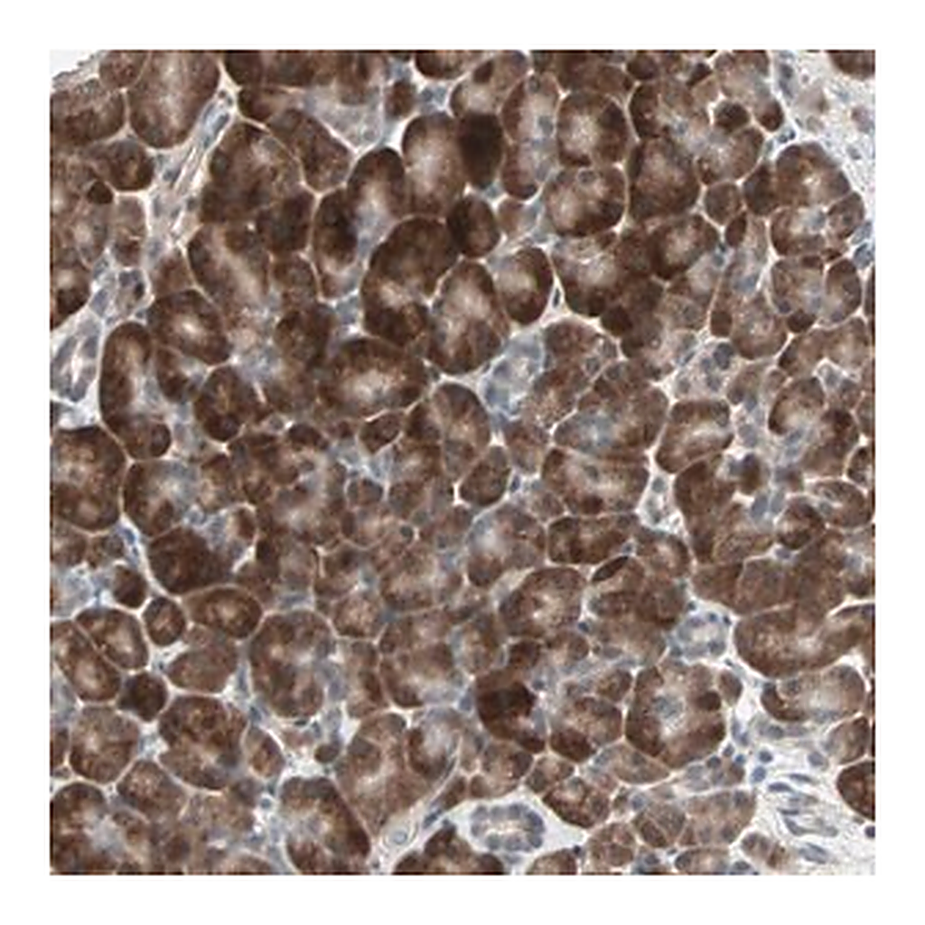 Merck Anti-PGBD1 antibody produced in rabbit