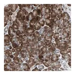 Merck Anti-PGBD1 antibody produced in rabbit