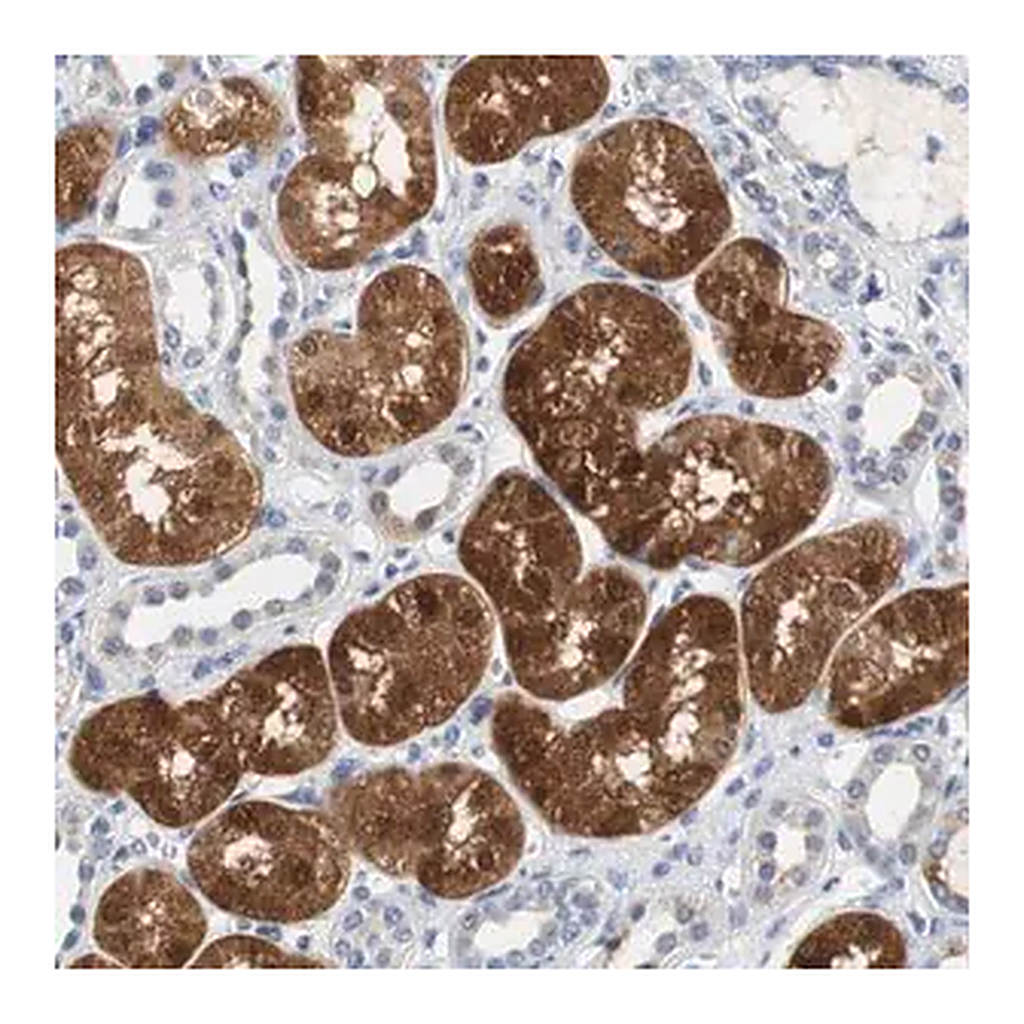 Merck Anti-PCK1 antibody produced in rabbit