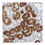 Merck Anti-PCK1 antibody produced in rabbit