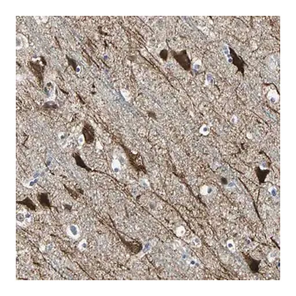 Merck Anti-JADE3 antibody produced in rabbit