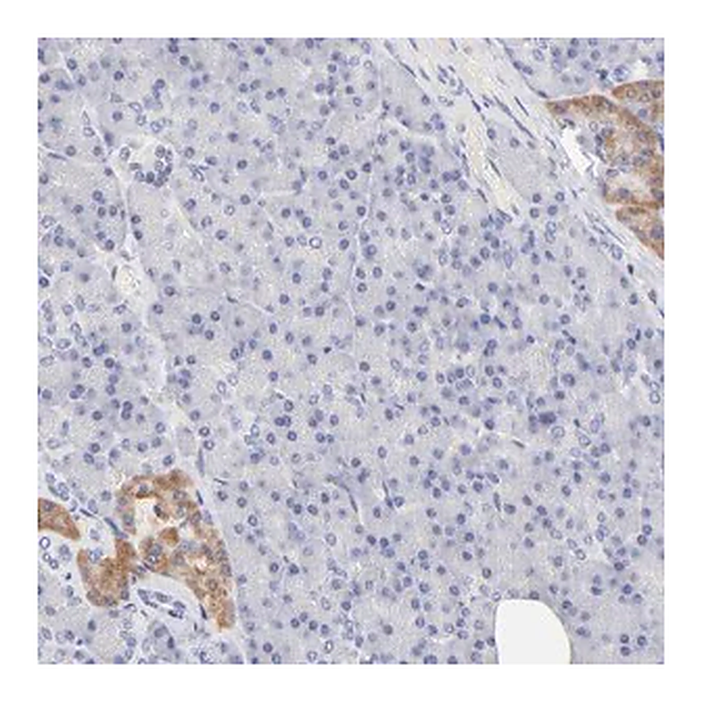 Merck ANTI-TWNK antibody produced in rabbit