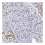 Merck ANTI-TWNK antibody produced in rabbit