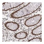 Merck Anti-PHF14 antibody produced in rabbit