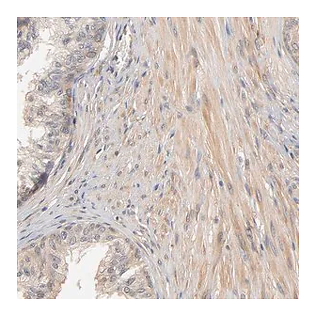 Merck Anti-PDE5A antibody produced in rabbit