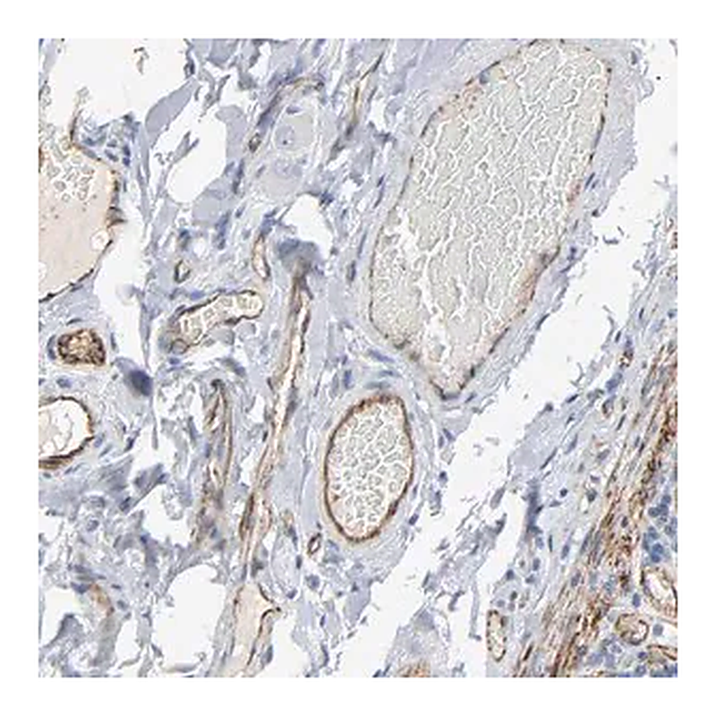 Merck Anti-PECAM1 antibody produced in rabbit