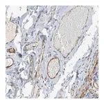 Merck Anti-PECAM1 antibody produced in rabbit
