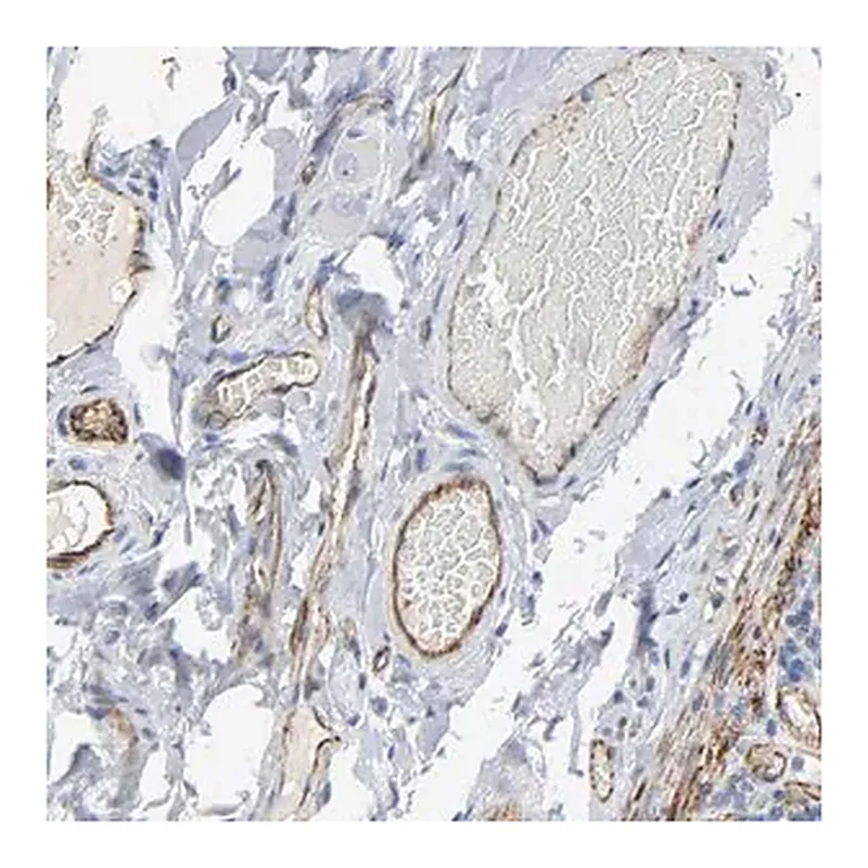 Merck Anti-PECAM1 antibody produced in rabbit