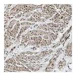 Merck Anti-PARVA antibody produced in rabbit