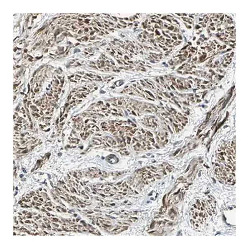 Merck Anti-PARVA antibody produced in rabbit