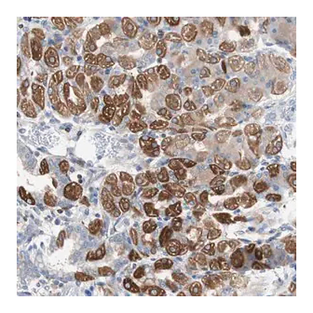 Merck Anti-PBXIP1 antibody produced in rabbit