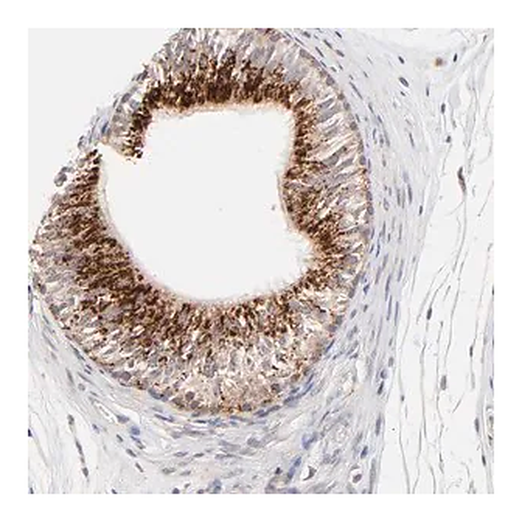 Merck Anti-PDE4B antibody produced in rabbit