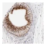 Merck Anti-PDE4B antibody produced in rabbit