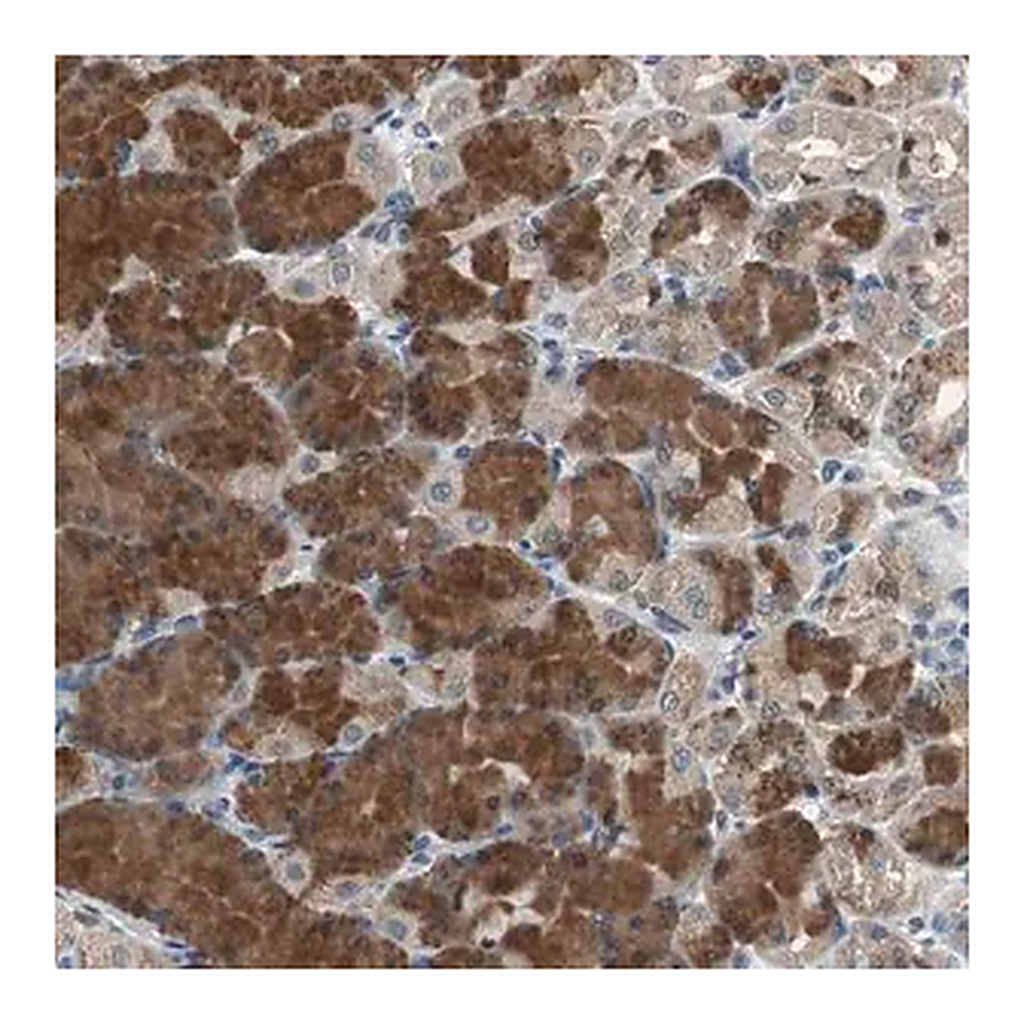Merck Anti-PI4KB antibody produced in rabbit