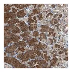 Merck Anti-PI4KB antibody produced in rabbit