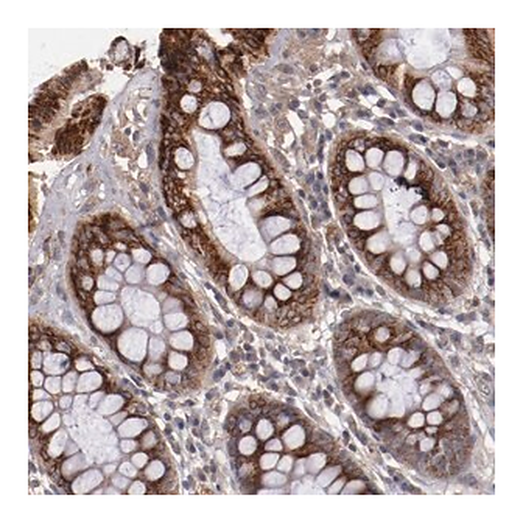 Merck Anti-CXorf36 antibody produced in rabbit